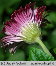 Gerbera (gerbera)