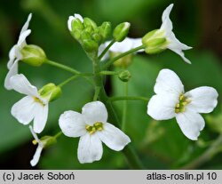 Arabidopsis halleri ssp. dacica (rzodkiewnik Hallera dacki)