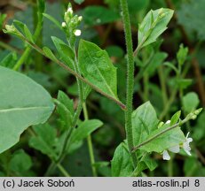 Arabidopsis halleri ssp. dacica (rzodkiewnik Hallera dacki)