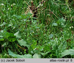 Arabidopsis halleri ssp. dacica (rzodkiewnik Hallera dacki)