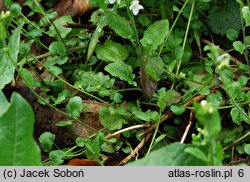 Arabidopsis halleri ssp. dacica (rzodkiewnik Hallera dacki)