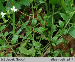 Arabidopsis halleri ssp. dacica (rzodkiewnik Hallera dacki)