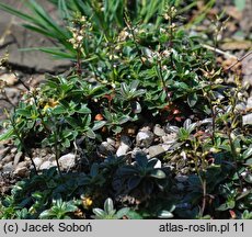 Arabis alpina ssp. brevifolia (gęsiówka alpejska krótkolistna)