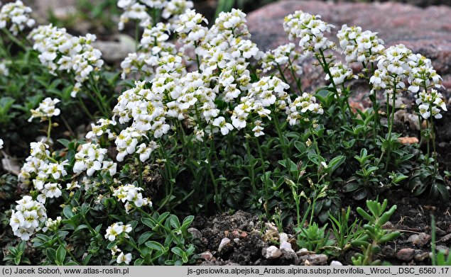 Arabis alpina ssp. brevifolia (gęsiówka alpejska krótkolistna)