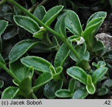 Arabis alpina ssp. brevifolia (gęsiówka alpejska krótkolistna)