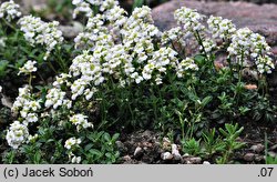 Arabis alpina ssp. brevifolia (gęsiówka alpejska krótkolistna)