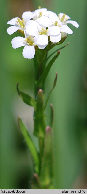 Arabis allionii (gęsiówka sudecka)