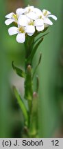Arabis sudetica (gęsiówka sudecka)