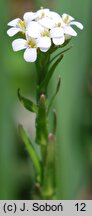 Arabis allionii (gęsiówka sudecka)