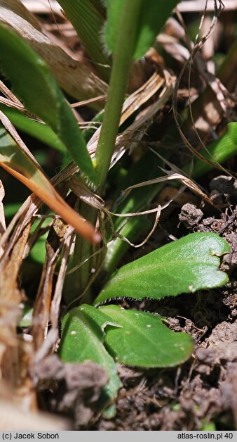 Arabis allionii (gęsiówka sudecka)