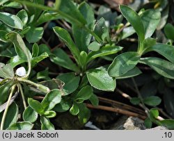 Arabis procurrens (gęsiówka wczesna)