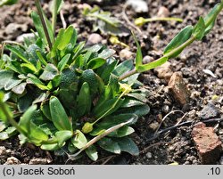 Arabis scopoliana (gęsiówka Scopoliego)