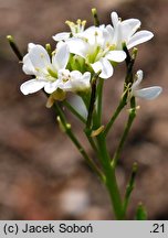 Arabis scopoliana (gęsiówka Scopoliego)