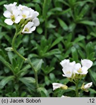 Arabis ×wilczekii (gęsiówka Wilczka)