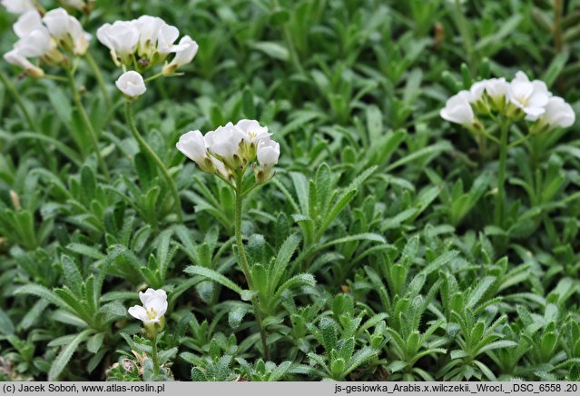 Arabis ×wilczekii (gęsiówka Wilczka)