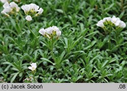 Arabis ×wilczekii (gęsiówka Wilczka)