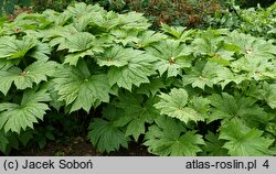 Glaucidium palmatum (glaucidium groniaste)