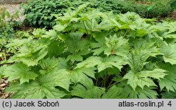 Glaucidium palmatum (glaucidium groniaste)