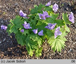 Glaucidium palmatum (glaucidium groniaste)