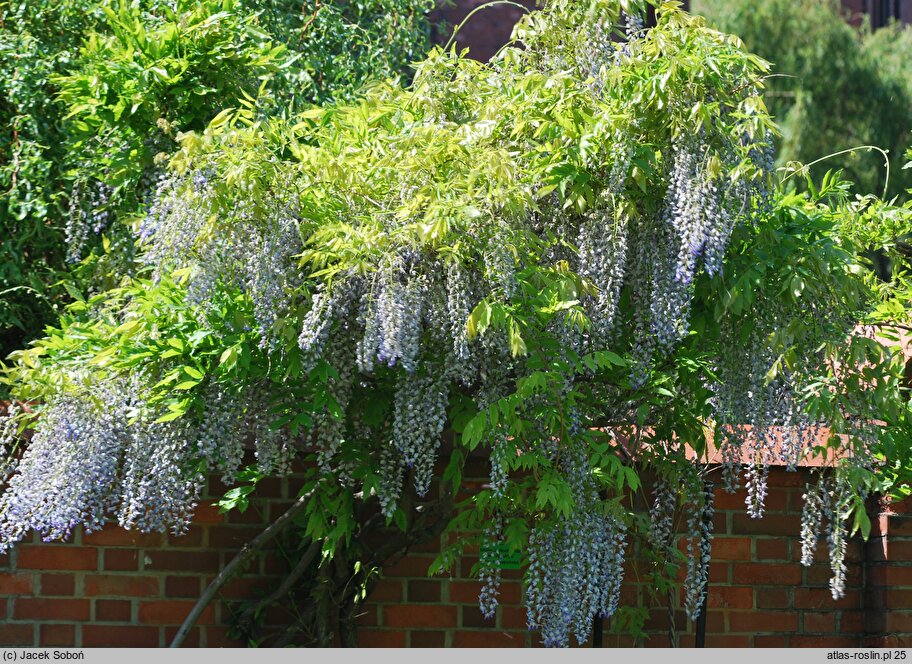 Wisteria floribunda Multijuga