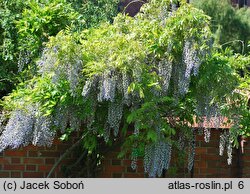 Wisteria floribunda Multijuga