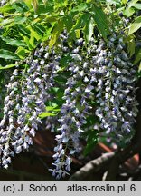 Wisteria floribunda Multijuga