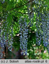 Wisteria floribunda Multijuga