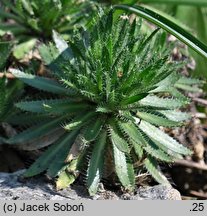 Draba athoa (głodek bałkański)