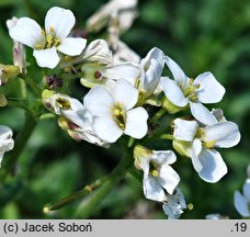 Draba ×suendermannii (głodek Sündermanna)