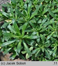 Draba ×suendermannii (głodek Sündermanna)