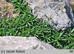 Draba ×suendermannii (głodek Sündermanna)