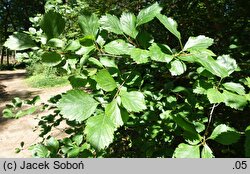 Crataegus douglasii (głóg Douglasa)