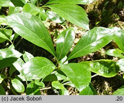 Crataegus mollis (głóg miękki)