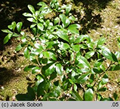 Crataegus mollis (głóg miękki)