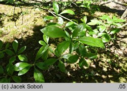 Crataegus mollis (głóg miękki)