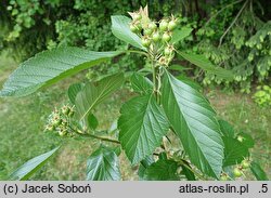 Crataegus punctata Aurea