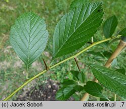 Crataegus punctata Aurea