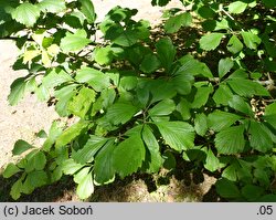 Crataegus punctata Aurea