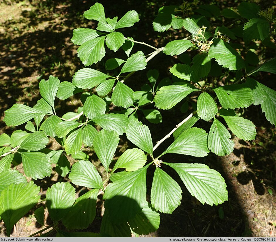 Crataegus punctata Aurea