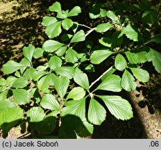 Crataegus punctata Aurea