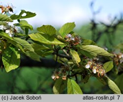 Crataegus punctata Aurea