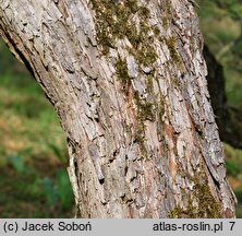 Crataegus punctata Aurea