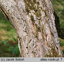 Crataegus punctata Aurea