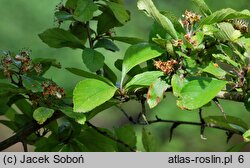 Crataegus punctata Aurea