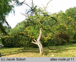 Crataegus punctata Aurea