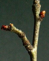 Crataegus laevigata