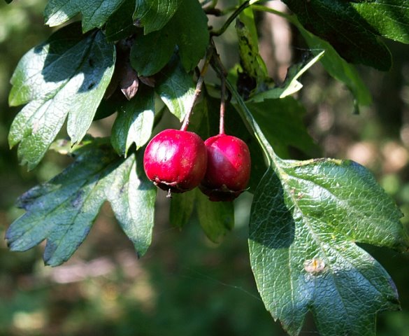 Crataegus monogyna