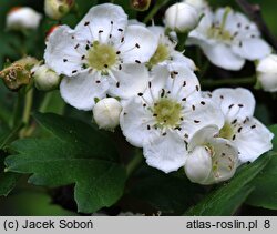 Crataegus monogyna Stricta