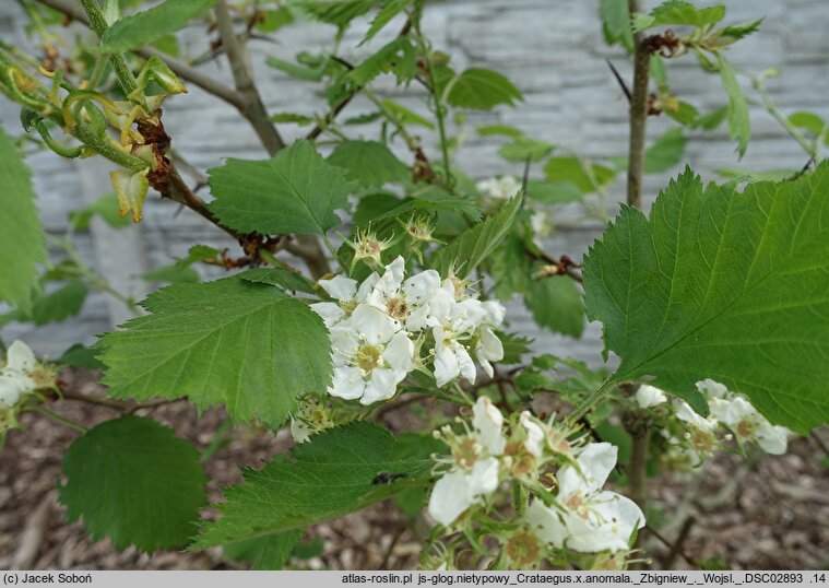 Crataegus holmesiana (głóg nietypowy)