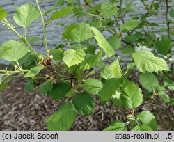 Crataegus holmesiana (głóg nietypowy)